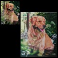 /album/galleries/pets-1-jpg1/